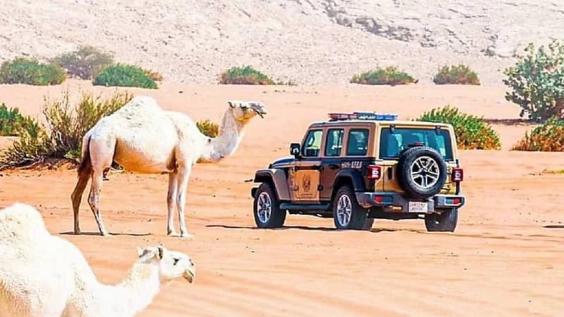 ضبط 73 شخصا ارتكبوا مخالفات رعي