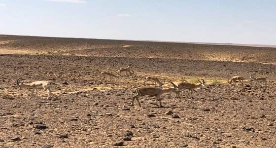 " الحياة الفطرية " : إطلاق 40 ظبي بمحمية الخنفة