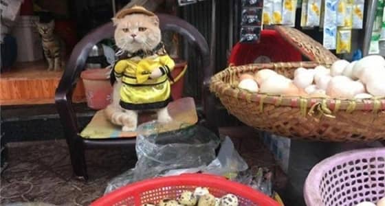 بالصور.. قط يثير ضجة ببيعه للخضار