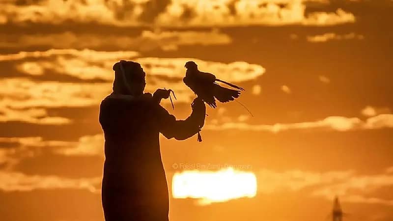 بالفيديو ..مواطن يكسر احتكار عمالقة المتسابقين الإماراتيين لأشواط الصيد بالصقور