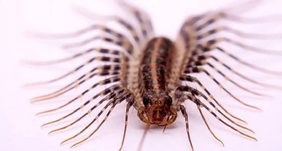 اكتشاف سم جديد لدى " أم 44 " يقتل في 30 ثانية