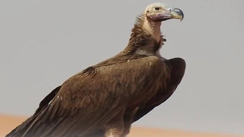 أبرز المعلومات حول نسر الأذون والمهددات التي تحاصره