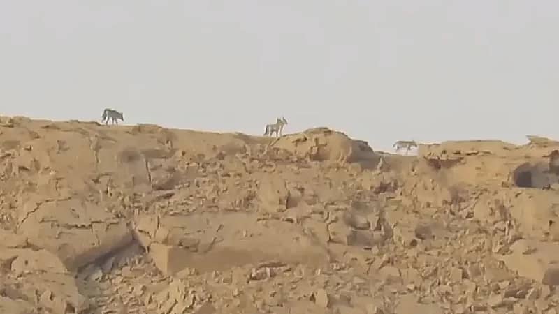 بالفيديو .. رصد قطيع ذئاب تتجول فوق جبال طويق