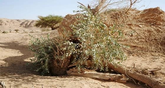 بالأفلاج تعرّف على قصة نبضة الحياة في أخر حور فراتي منقرض بالمملكة