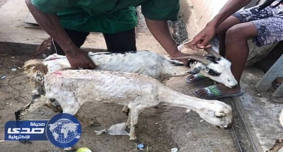 مواطن يوثق أغنامًا مريضة للذبح بمسلخ الكعكية في مكة