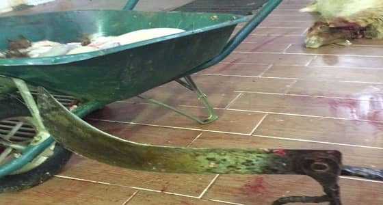 بلاغ مواطن يكشف لأمانة الشمالية مسلخ عشوائي