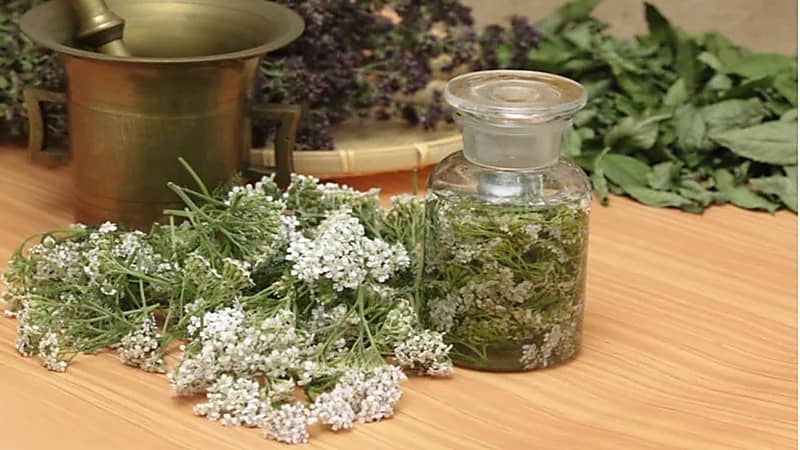 عشبة "القيصوم" تساعد في التئام الجروح وعلاج الأمراض العصبية