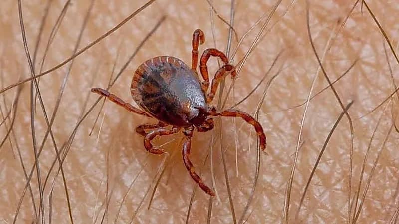 فيروس جديد قاتل قد يتسبب في جائحة جديدة