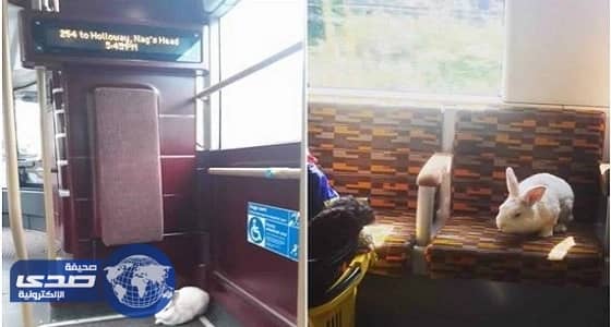بالصور.. أرنب يثير دهشة رواد مواقع التواصل بتنقله في وسائل المواصلات