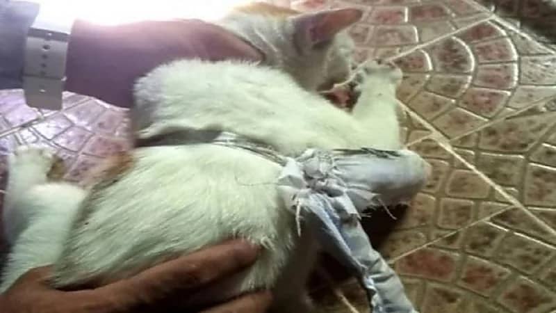 بالفيديو.. القبض على " قط " يهرب المخدرات إلى المساجين