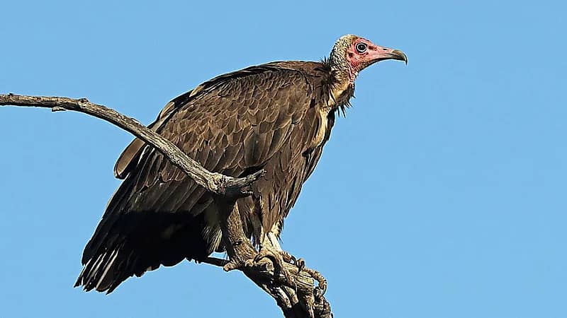 بالفيديو.. نسر عملاق يخطف طفلة من بين عائلتها في مشهد مرعب