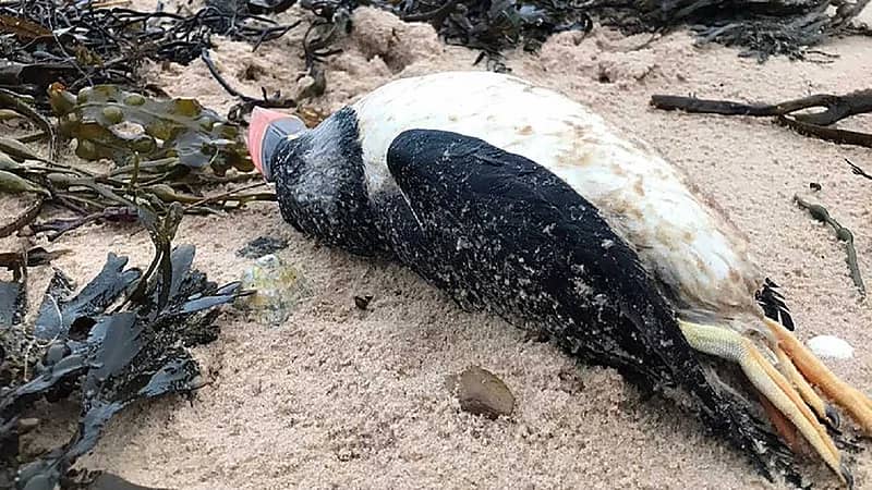 "طيور نافقة" تمطر من السماء وتحير العلماء