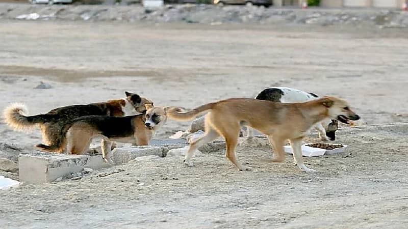 وفاة طفل هاجمه كلب ضال في شاطئ العقير بالأحساء