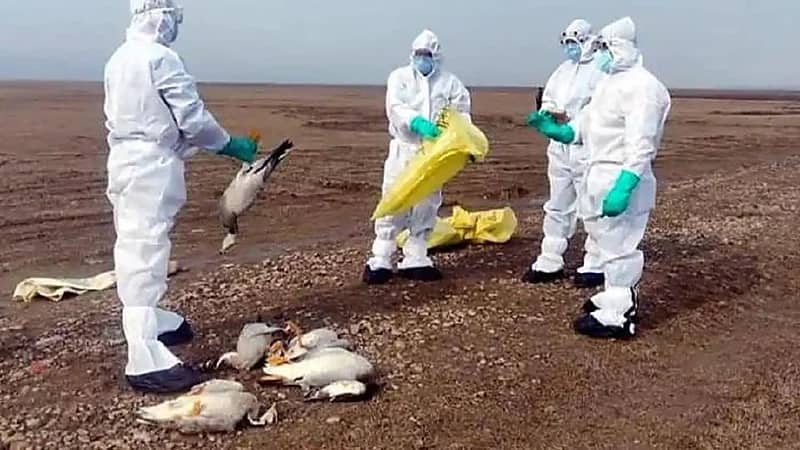 بالفيديو.. نفوق مئات الطيور خلال تحليقها فجأة