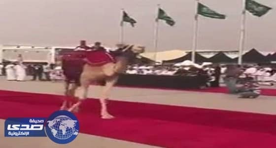 بالفيديو.. استعراض «الإبل» على سجاد بمهرجان المزاين برماح
