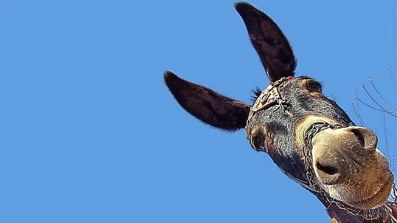 بيع لحوم الحمير في الأردن يثير الجدل