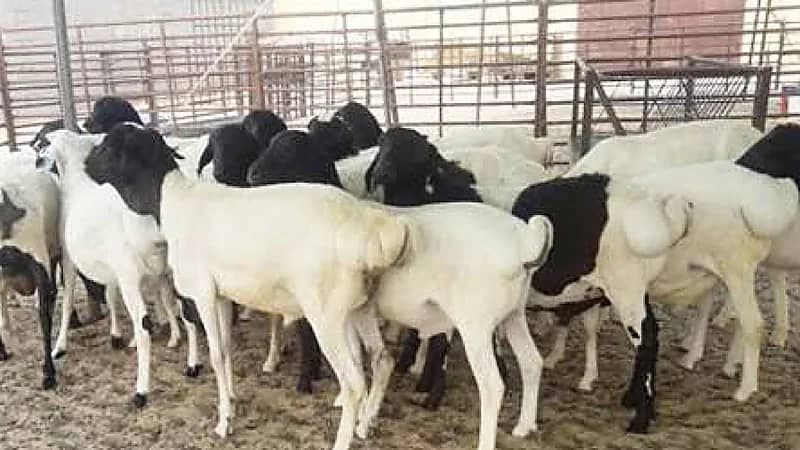 حظر مؤقت على استيراد المواشي والفصيلة الخيلية من تركيا والأوروغواي