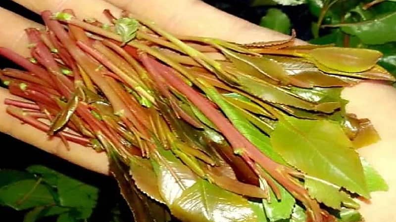 بالفيديو .. "مكافحة المخدرات": "القات" سبب رئيس للإصابة بالسرطان