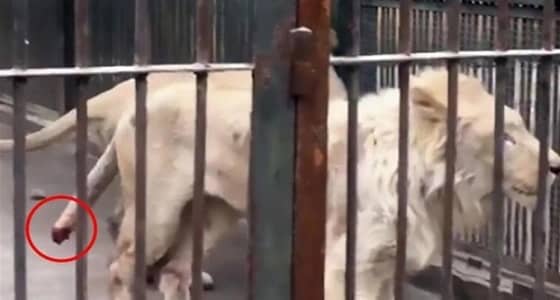 بالفيديو.. أسد يمضغ ذيله من شدة الجوع