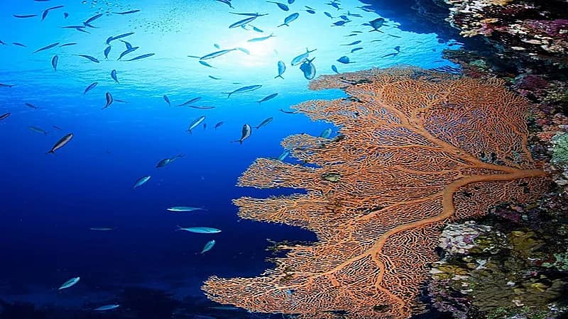 بالفيديو.. نيوم تكتشف كائنات بحرية وجزر جديدة في شمال البحر الأحمر