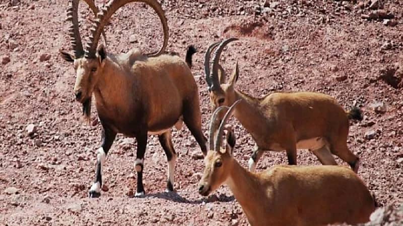 60 ألف ريال غرامة صيد الوعل الجبلي