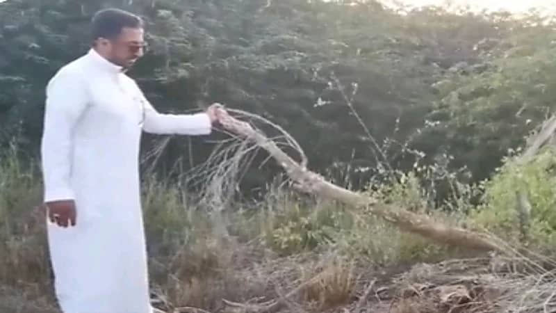 مختص: أشجار "الأراك" المنتجة للسواك في عسير تواجه خطر الزوال