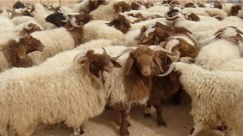 29 مليون رأس من الأغنام في أحدث أرقام الثروة الحيوانية في المملكة