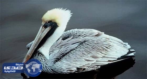 دراسة: تلوث المناخ في المدن الكبيرة لون الطيور إلى الأسود