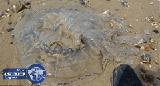 بالفيديو.. " قنديل البحر " يثير الذعر في بريطانيا