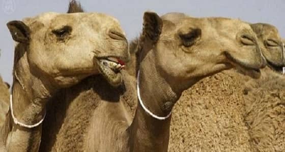 ضبط طبيب بيطري يعبث بالإبل المشاركة بمهرجان الملك عبدالعزيز