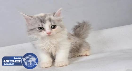 بالفيديو.. السفاح يصطاد القطط ويقتلها بالرصاص