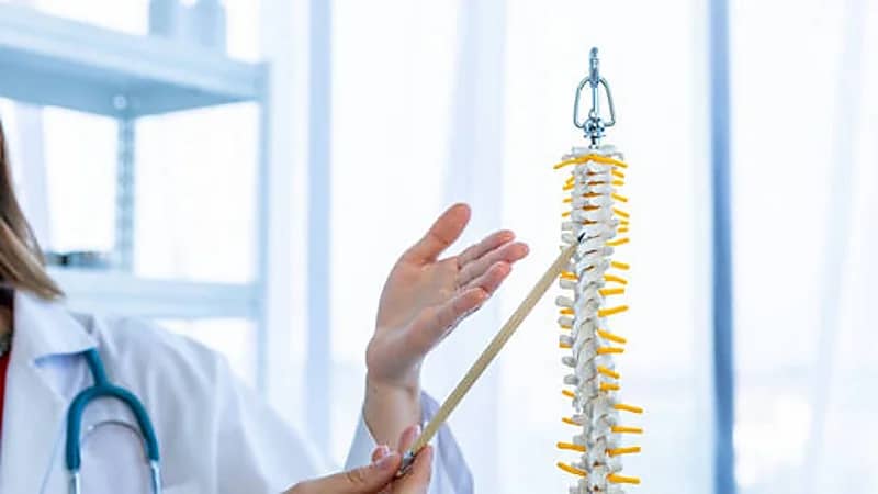 اكتشاف أدوار جديدة للنخاع الشوكي وجذع الدماغ