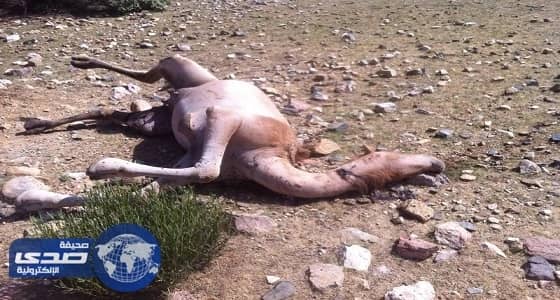 نفوق 4 نياق بعد إطلاق النيران عليها في الطائف