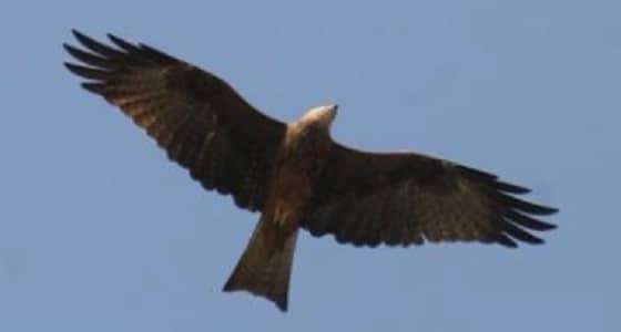 طائر يشعل الحرائق ليفتح منطقة لصيد فريسته