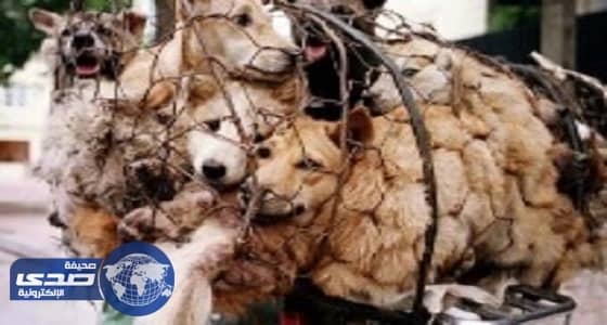 تايوان تقرر معاقبة آكلي لحوم القطط والكلاب