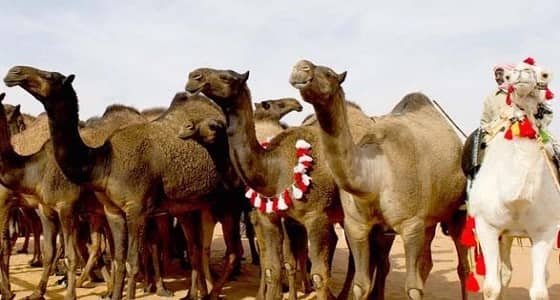 استبعاد إبل حقنت بـ " البوتكس " من " المزايين " تجذب اهتمام الإعلام العالمي