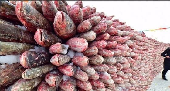 بالصور.. صيادون يقيمون جدار من السمك في الصين