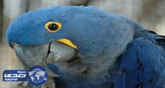 ببغاء تائه في خميس مشيط يثير دهشة المواطنين