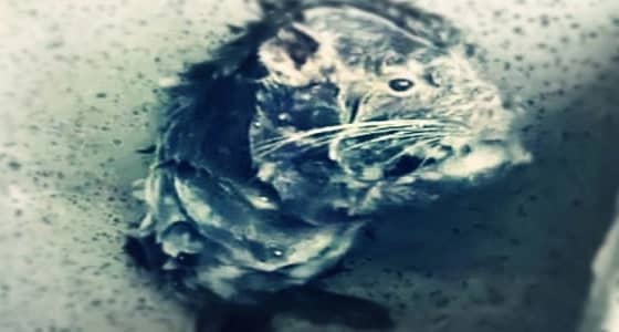 بالفيديو.. فأر يستحم بالماء والصابون