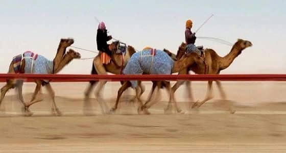 بدء إنشاء مضمار لسباق " الهجن "