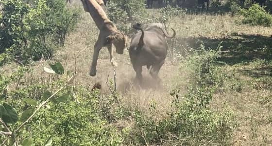 بالفيديو.. جاموس يهاجم أسد بوحشية غير متوقعة
