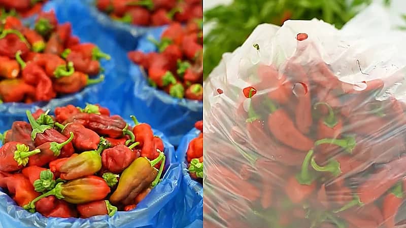 شقراء تتصدر إنتاج الفلفل في المملكة بنسبة تصل إلى 78 % .. فيديو