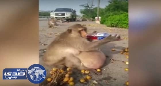 بالفيديو..أسمن قرد في العالم يخضع للريجيم