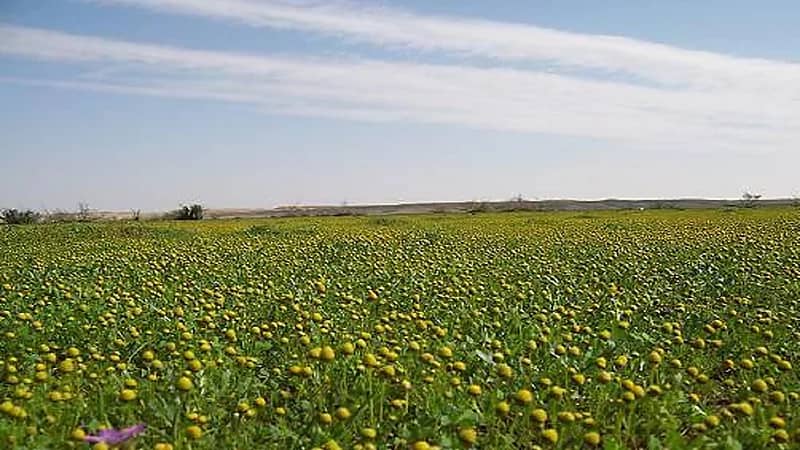 "المسند" يكشف عن موعد حلول فصل الربيع
