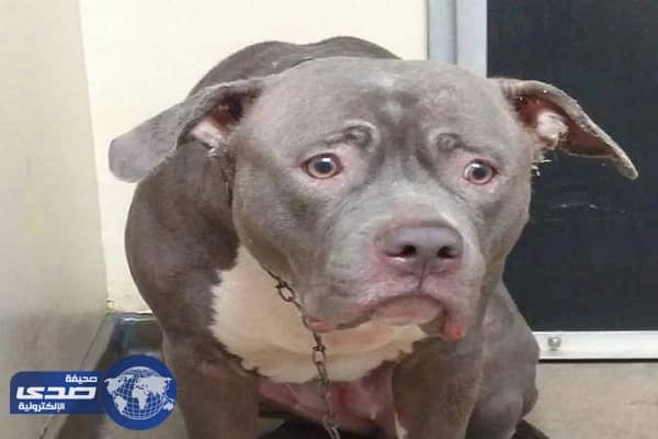 بالفيديو.. ردة فعل حزين لكلبة هجرها أصحابها في الملجأ