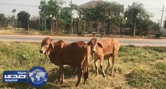 ضبط تايلاندي متلبسا بممارسته الجنس مع بقرة