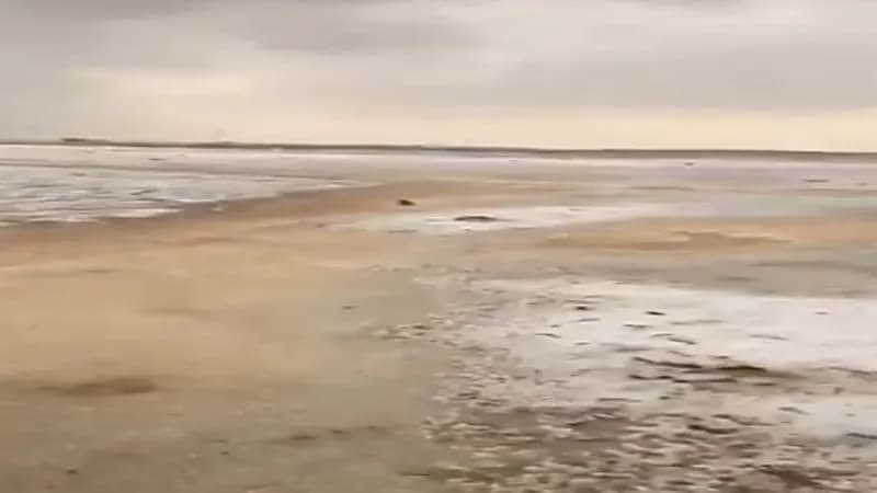 شاهد..  لحظة تساقط الثلوج على القريات 