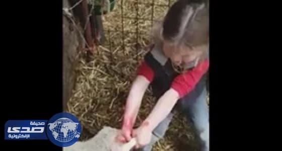 بالفيديو.. طفلة تساعد ماعزا على ولادة صغيرها