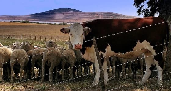 صدور الموافقة على تصدير المواشي الحية للخارج