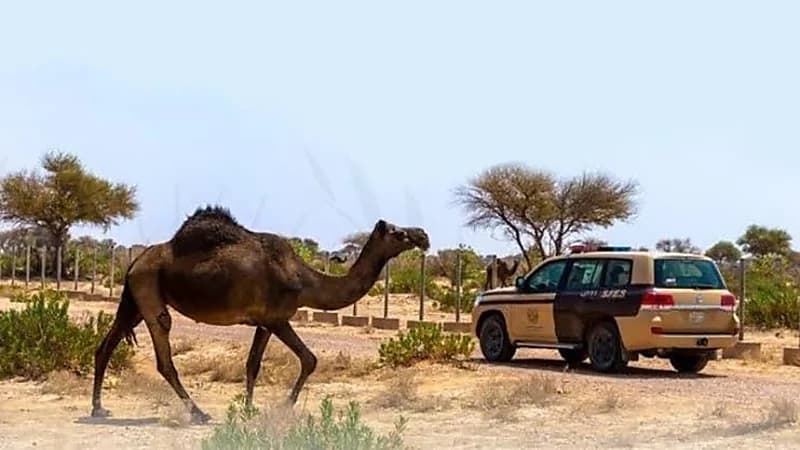 بالفيديو.. " تعليم الرياض " تكشف تفاصيل الطالب المُعنف في مدرسة التربية الفكرية